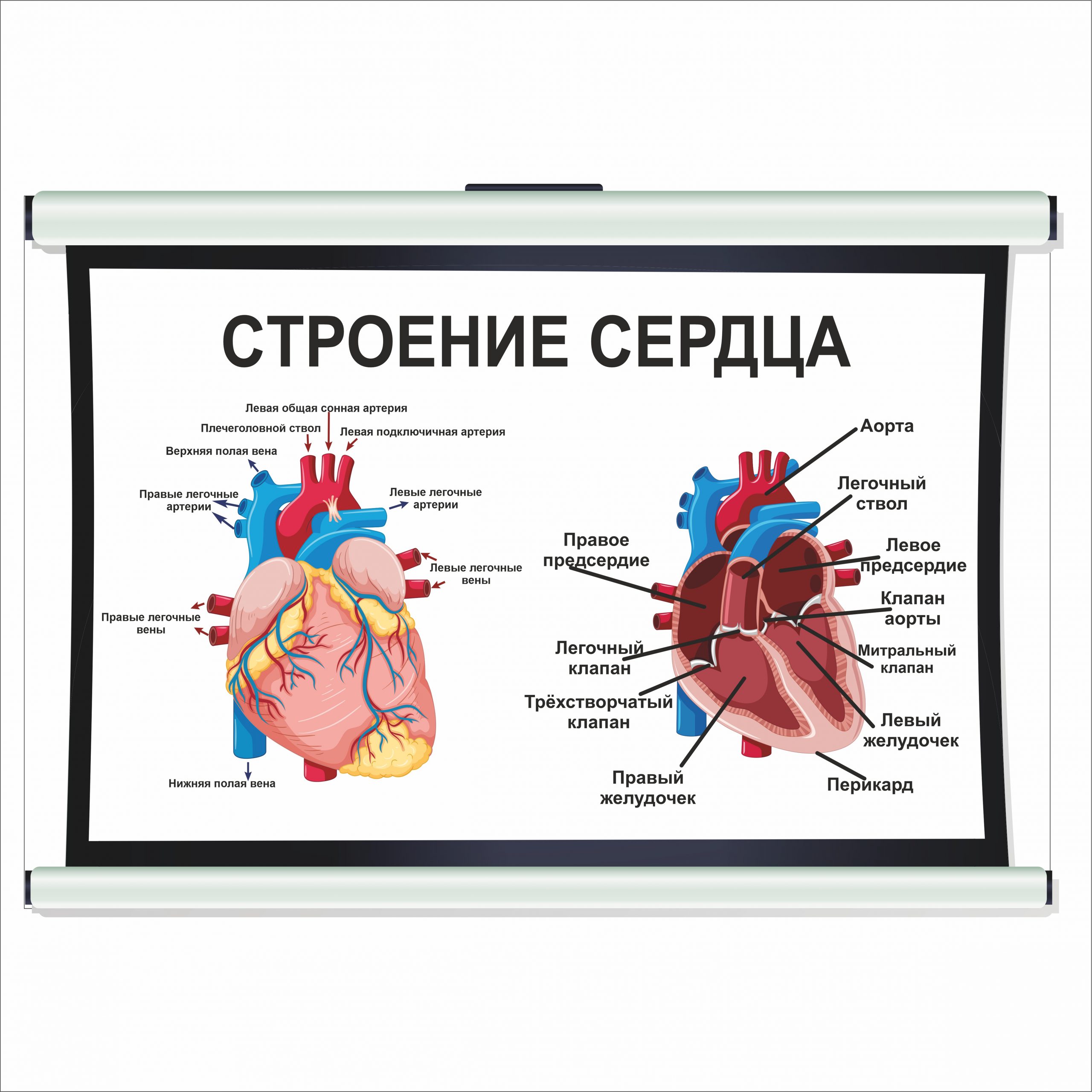 

Плакат Beauty Special “Строение сердца” А0 (a8224c-12832-3)