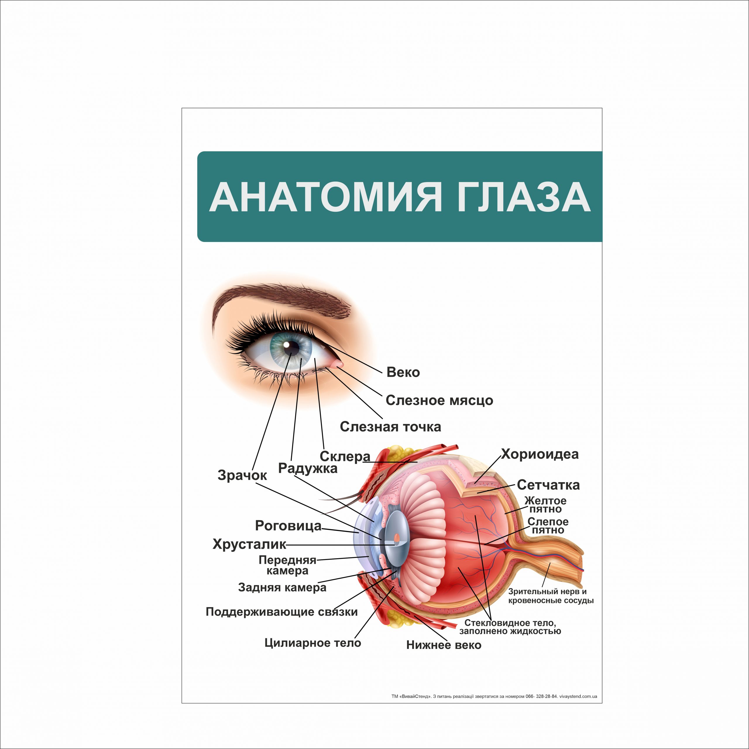 

Плакат Beauty Special “Анатомия глаза” А0 (a8224c-12822-3)