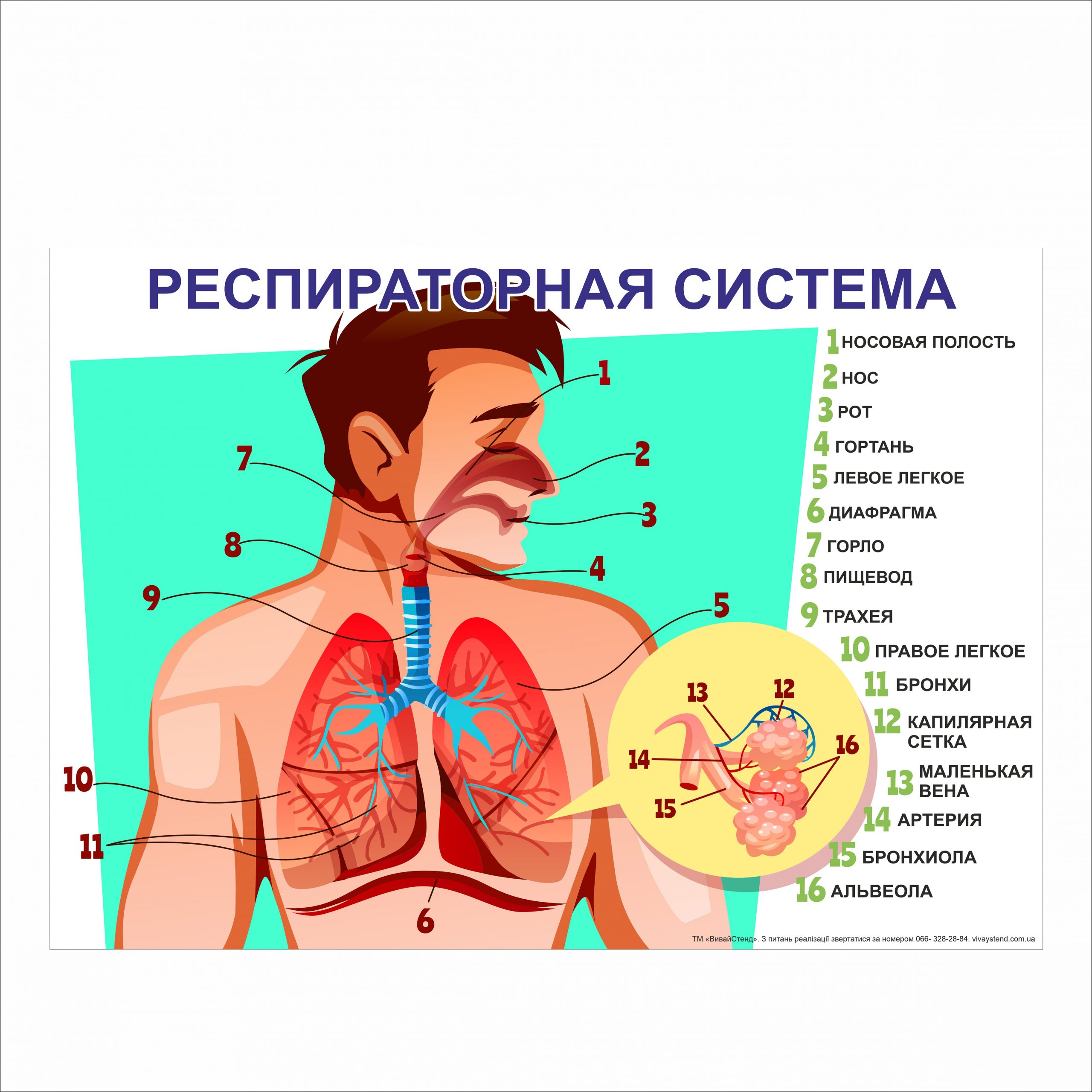 

Плакат Beauty Special “Респираторная система” А0 (a8224c-12830-3)