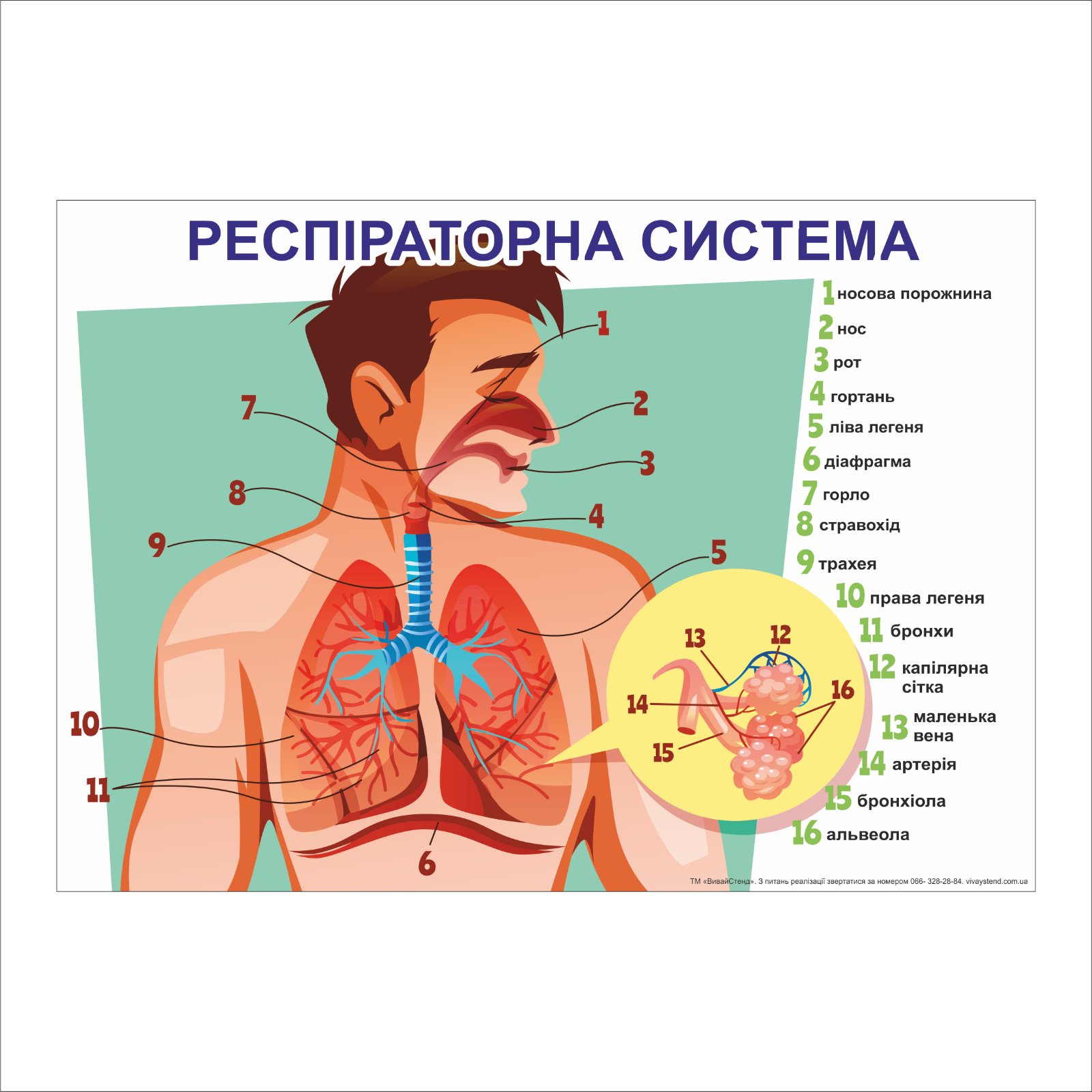 

Плакат Beauty Special “Респіраторна система” А0 (a8224c-25417-3)