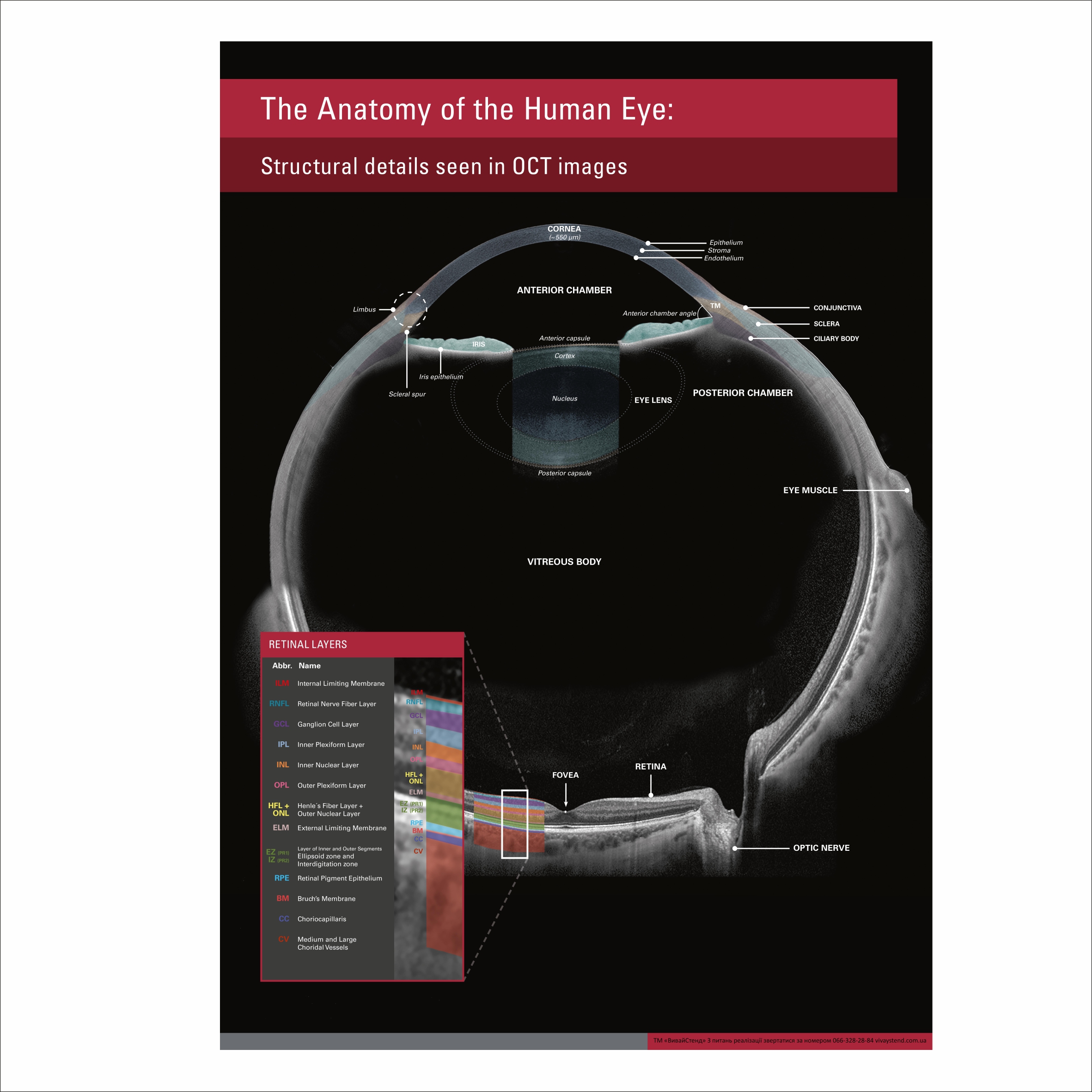 

Плакат “The anatomy of the human eye” А1
