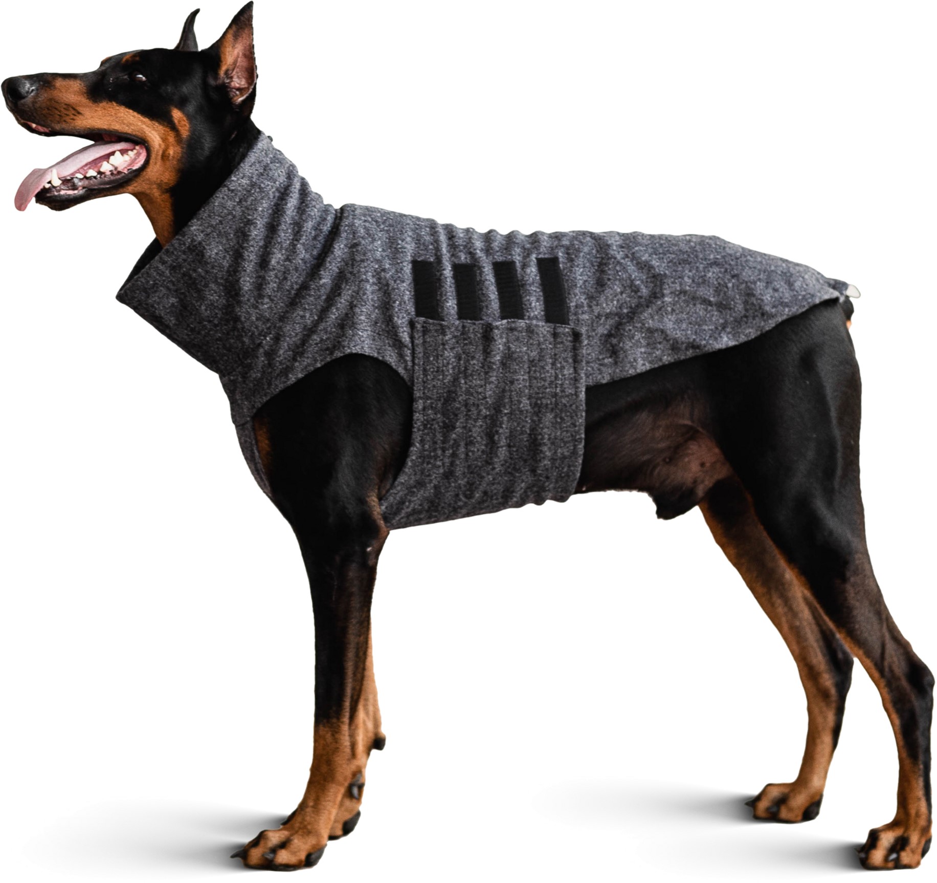 Как заработать на дизайнерской одежде для собак | Bizru