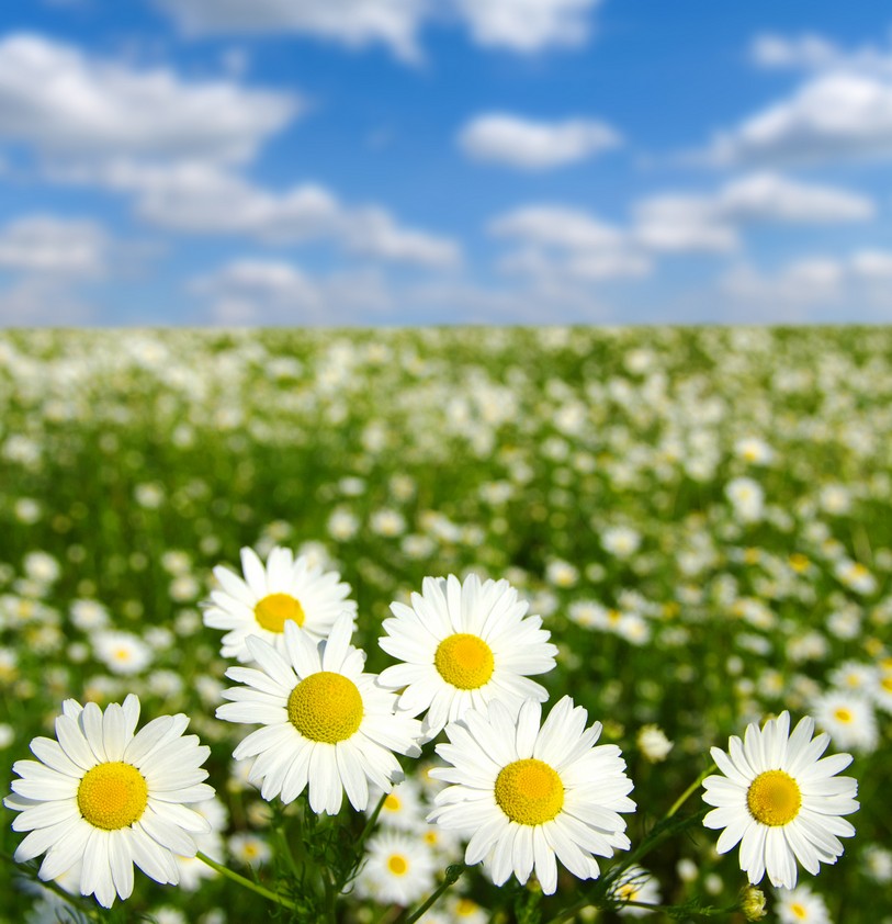 

BeHappy Фотообои: Ромашки в поле flowers00002 Джерси