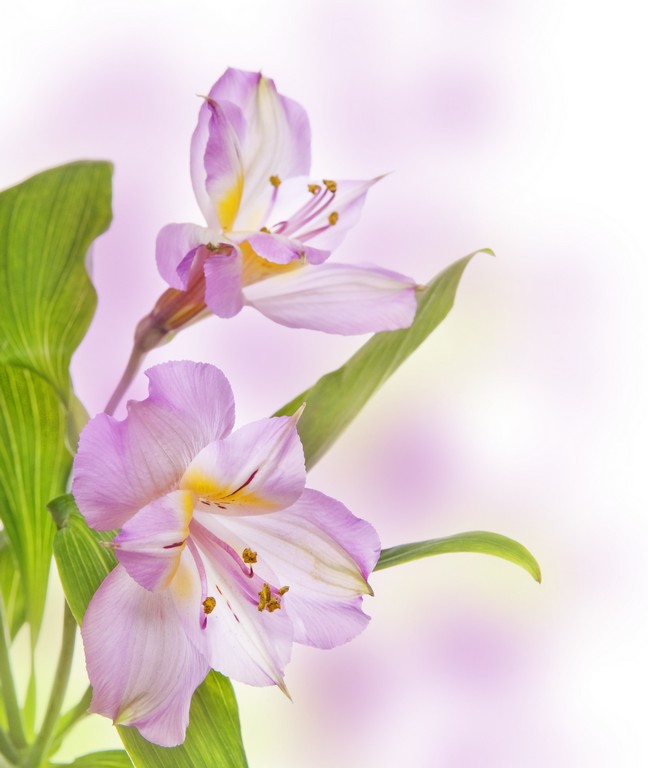 

BeHappy Фотообои: Нежные цветы flowers00023 Джерси