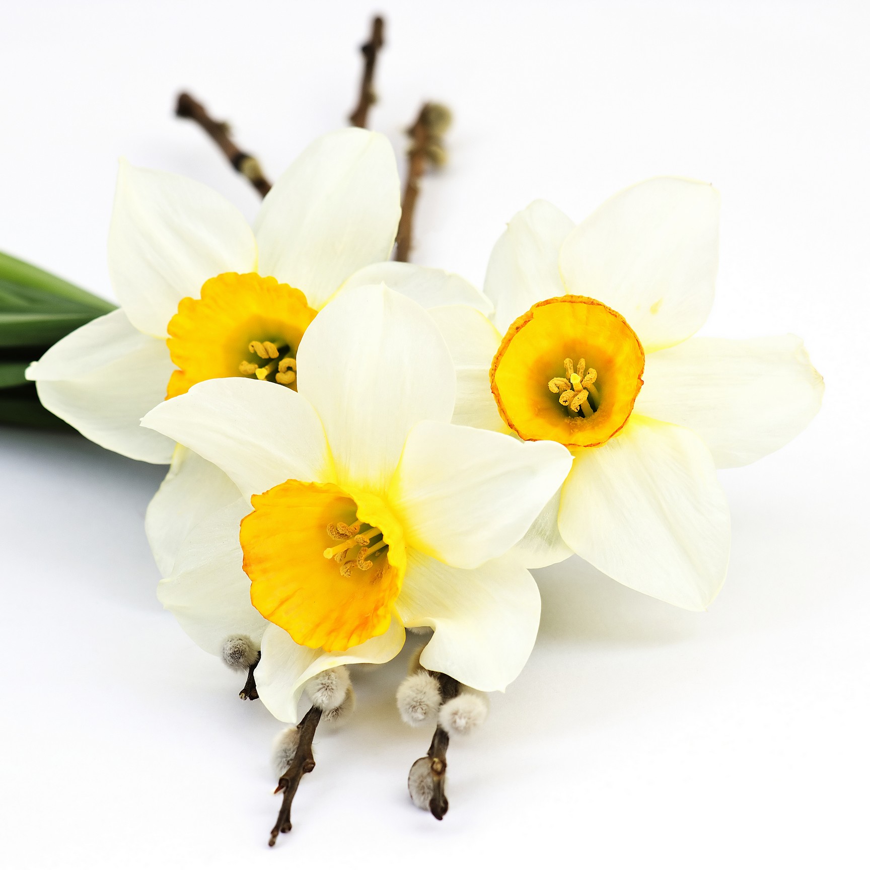 

BeHappy Фотообои: Нарциссы flowers00092 Живопись