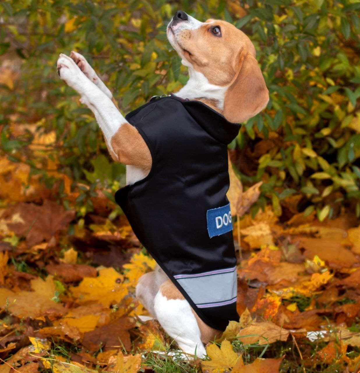 

Жилетка для собак DogClub Sven XXL Black-Blue