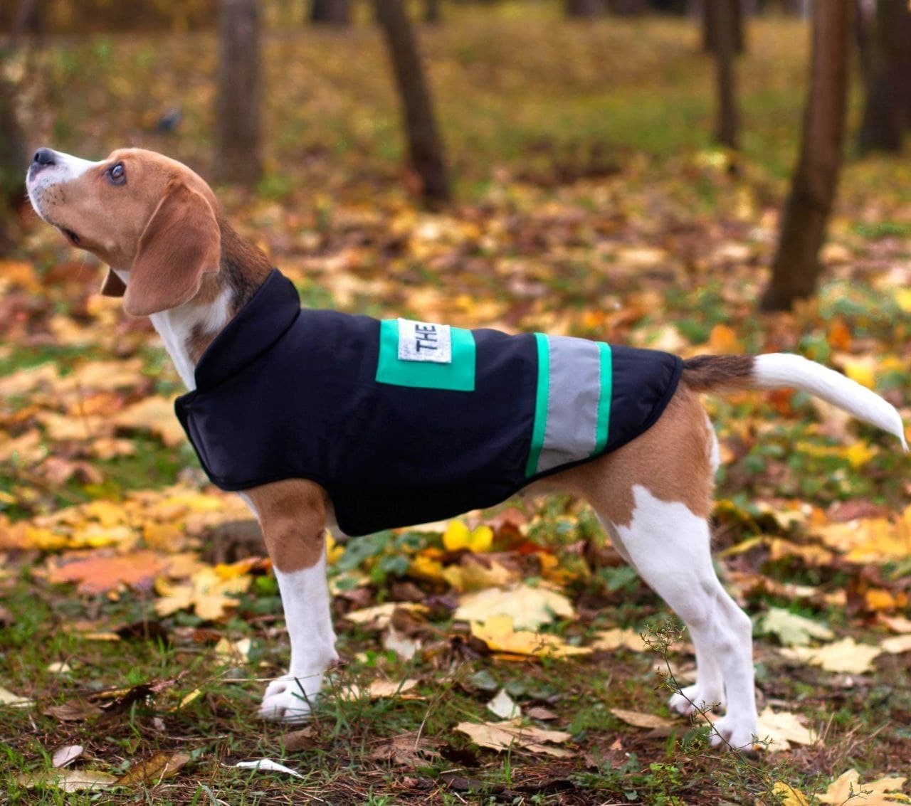 

Жилетка для собак DogClub Sven L Black-Green