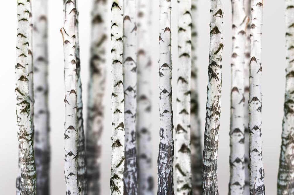 

Фотообои Арт-Обои Белые берёзы №25417 Жаккард