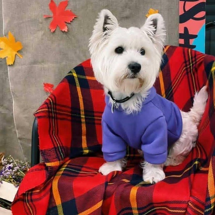 

Худі для собак DogMania толстовка утеплена 3XL фіолетовий