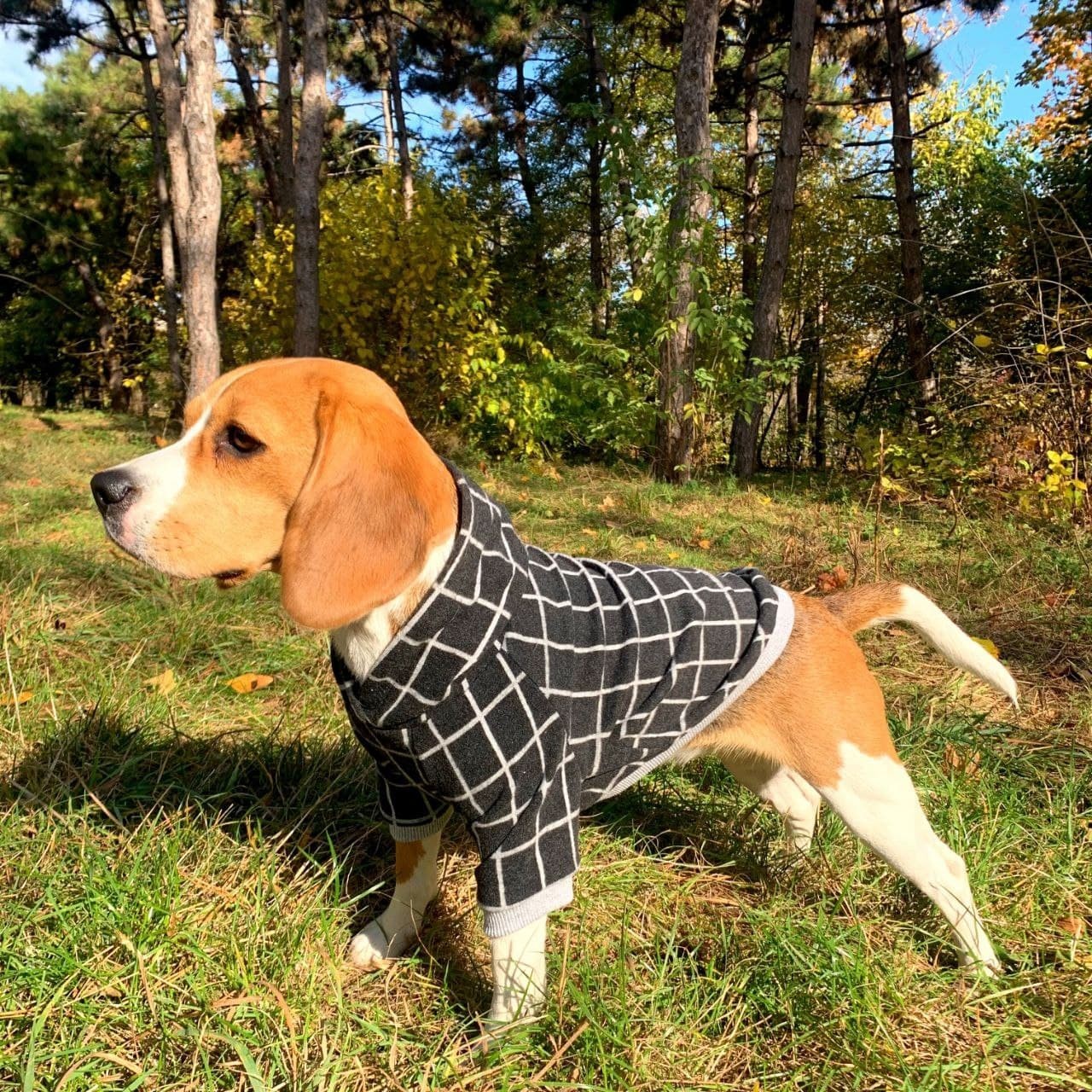 

Худи для собак DogClub Spider XL Grey
