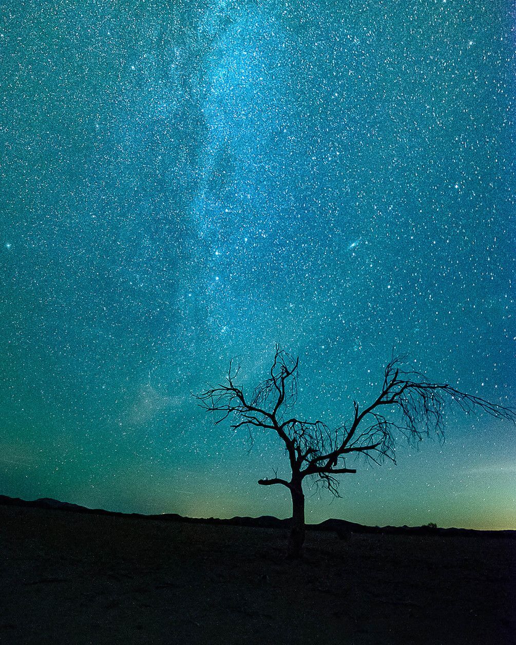 

Фотообои Арт-Обои Ветви дерева №nus_10536 Мелкий песок