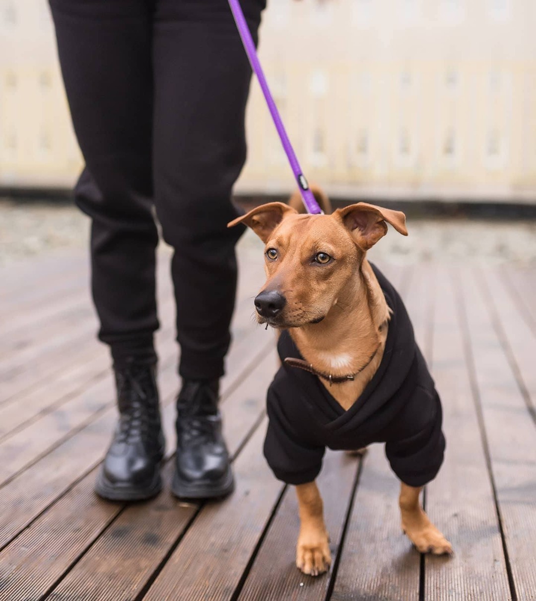 

Худі для собак DogMania толстовка утеплена 4XL чорний