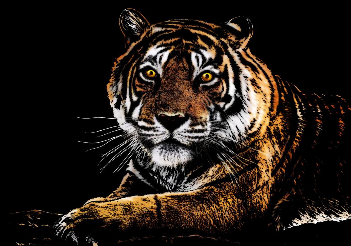 

Скретч картина "Tiger" (Тигр). Yuelu 41x29