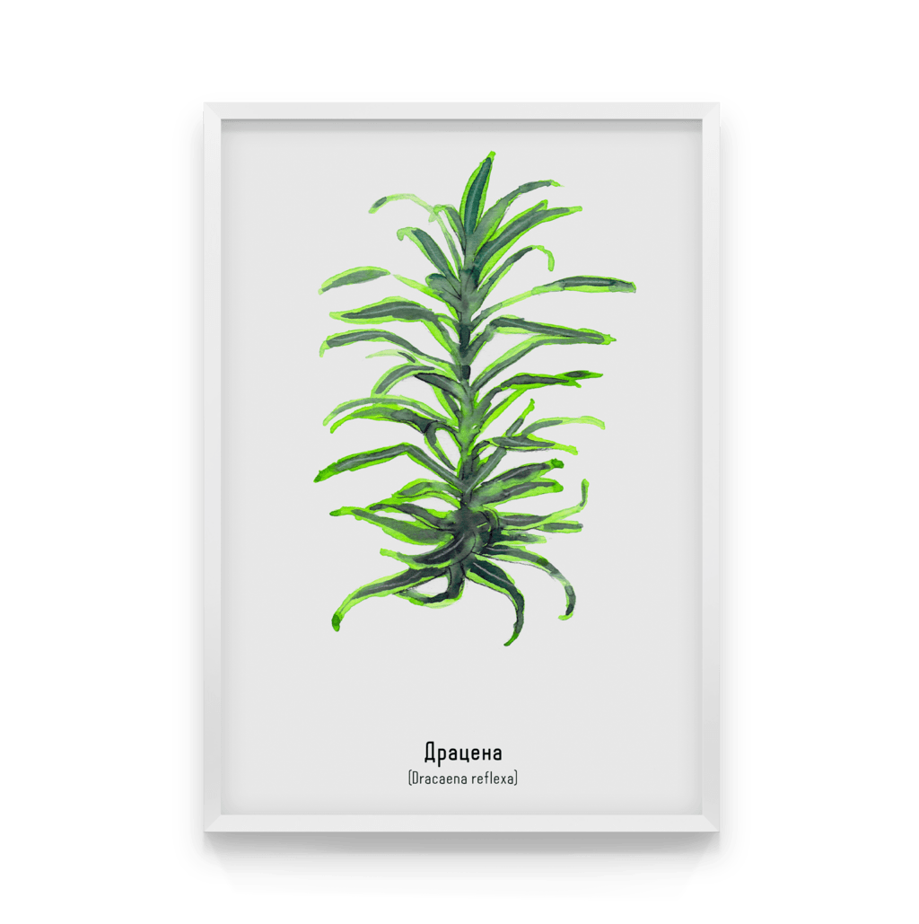 

Постер в рамке DRACAENA REFLEXA 50x70 см