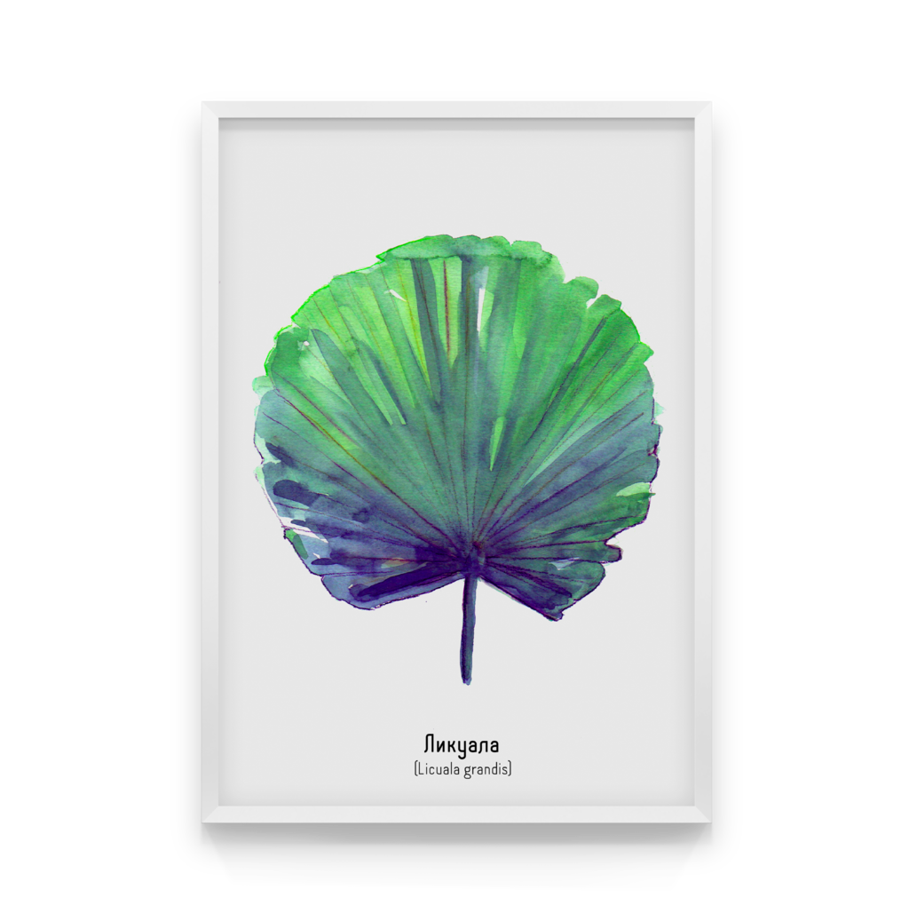 

Постер в рамке LICUALA GRANDIS 40x50 см
