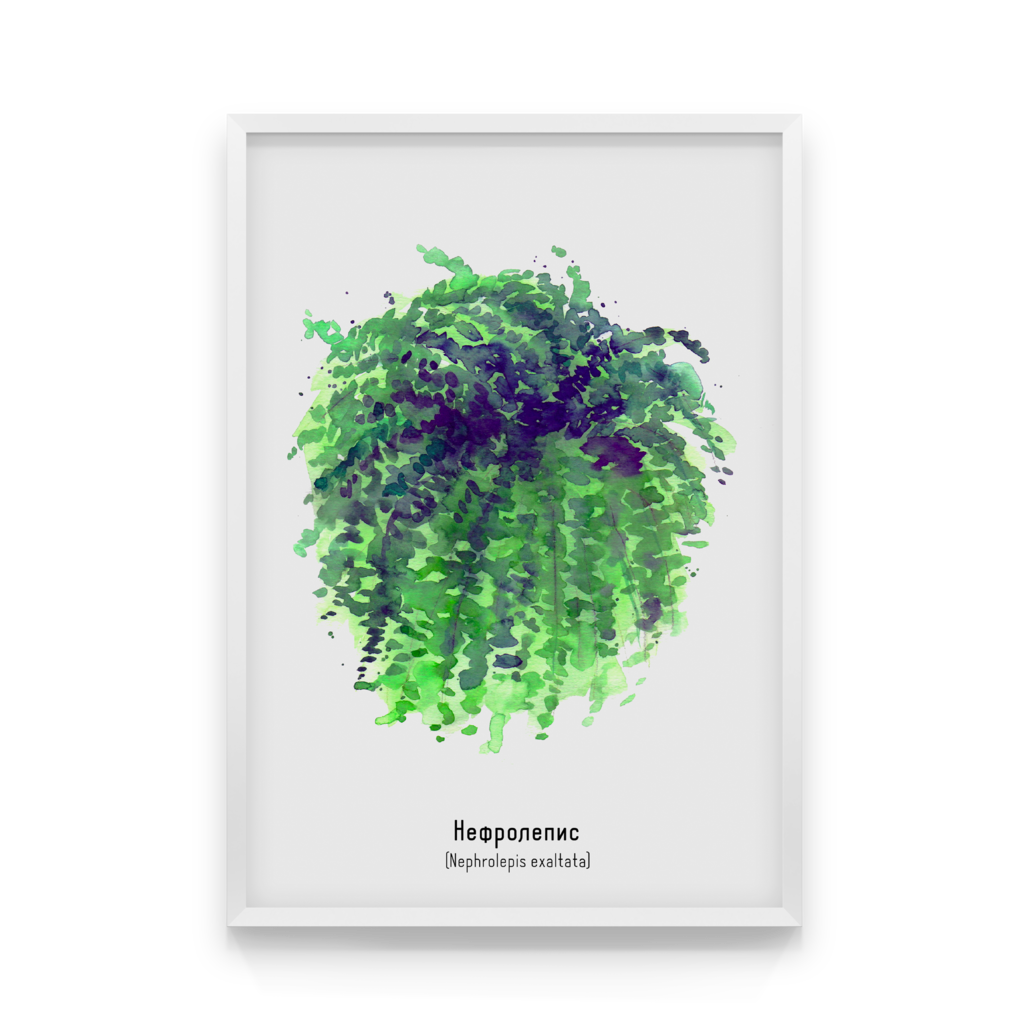 

Постер в рамке NEPHROLEPIS 50x70 см