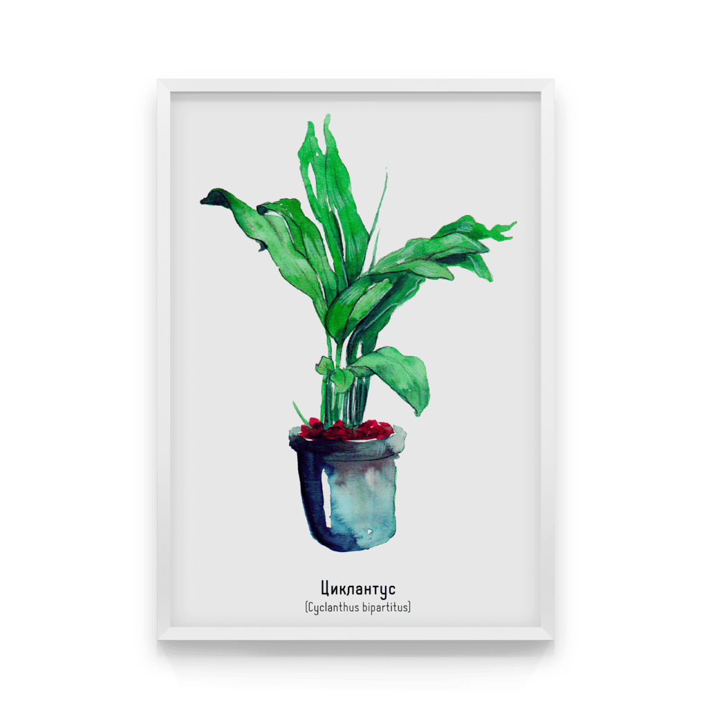 

Постер в рамке CYCLANTHUS 40x50 см