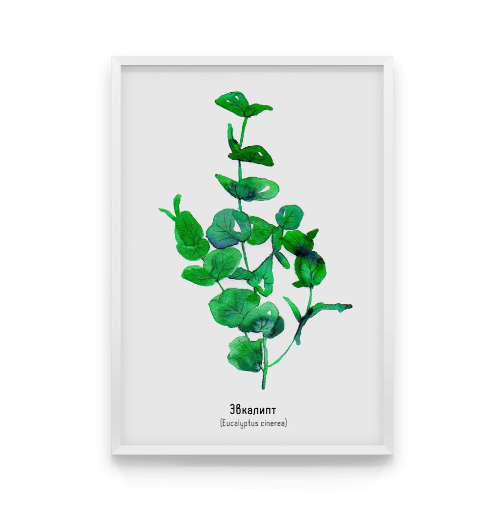 

Постер в рамке EUCALYPTUS 40x50 см