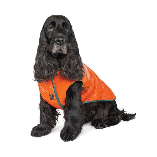 

Жилет для собак оранжевый Pet Fashion SPRING XS Pet Fashion BGL-PF-1134