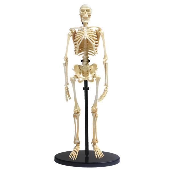 

Модель кістяка людини Edu-Toys збірна, 24 см (SK057)