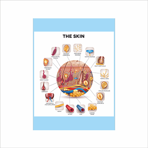 

Плакат Beauty Special “The skin" А0