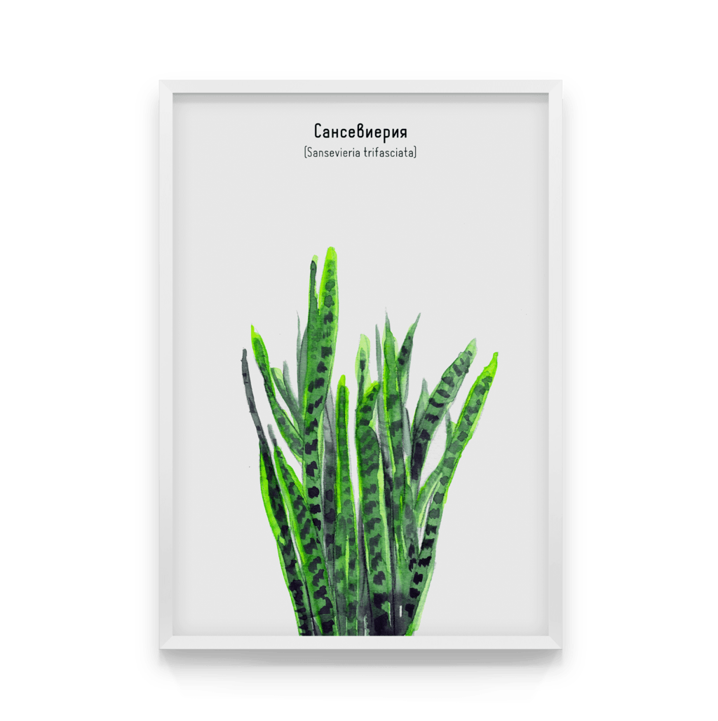 

Постер в рамке SANSEVIERIA 50x70 см