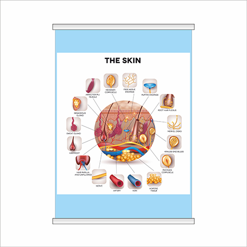 

Плакат Beauty Special “The skin” с планкой А0