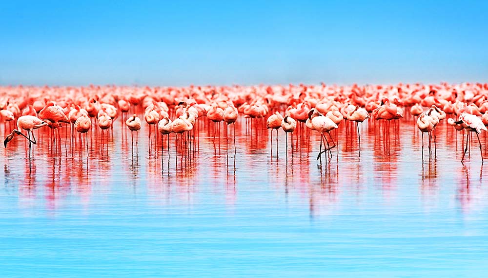 

Фотообои ArtSide Фламинго на озере (6959) Штукатурка