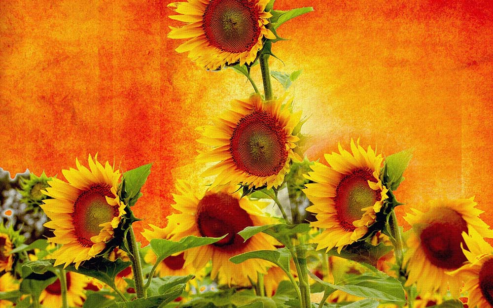

Фотообои ArtSide Подсолнухи (150) Штукатурка
