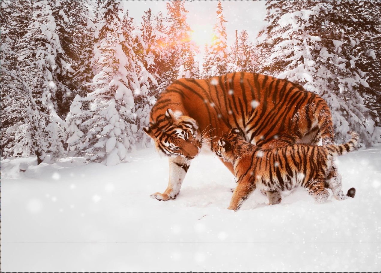 

Фотообои ArtSide Тигр и тигренок (1031220206) Вельвет