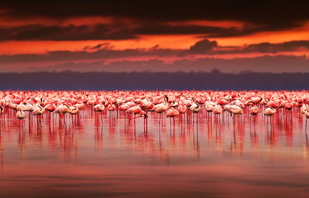 

Фотообои ArtSide Фламинго на озере (9152) Деко