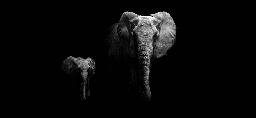 

Фотообои ArtSide Слоны (145822286) Деко