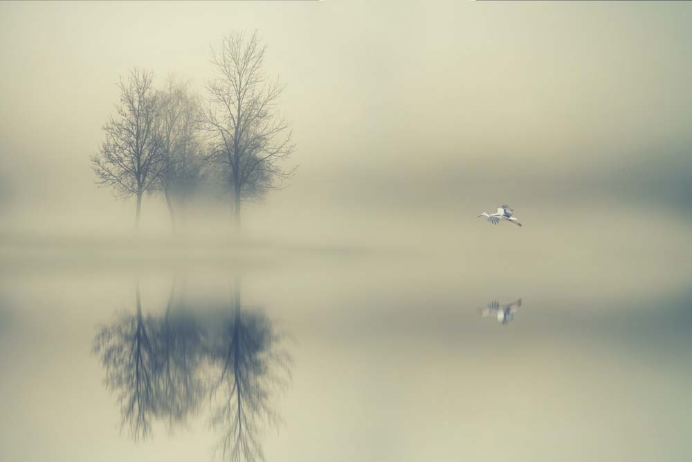

Фотообои ArtSide Деревья в тумане (211122040) Аква