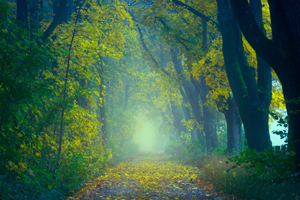 

Фотообои ArtSide Осенний лес (1279203271) Песок