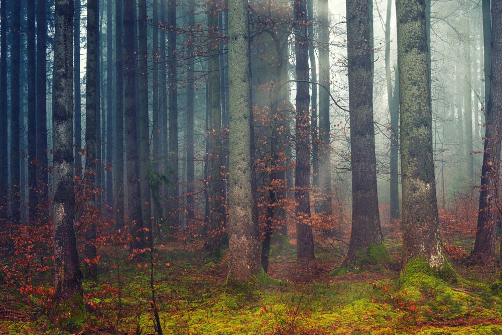 

Фотообои ArtSide Лес (211122042) Иней