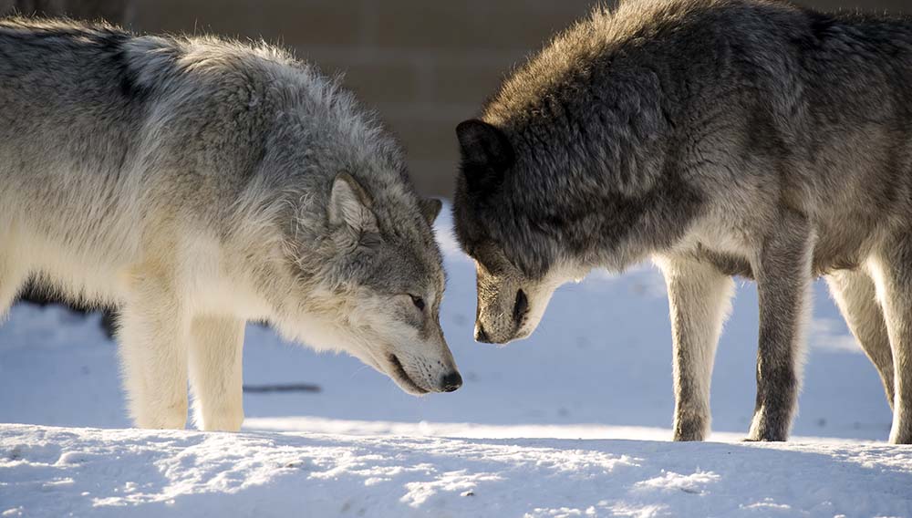 Wolf meeting. Волка 2 двери. Two Wolves feeding.