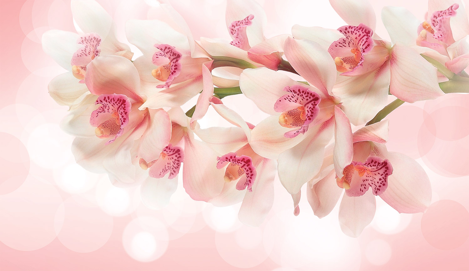

Фотообои ArtSide Розовые орхидеи (3220220201) Венеция