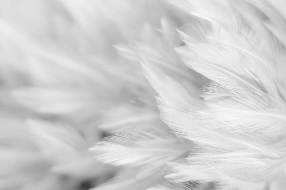 

Фотообои ArtSide Перья (1146573557) Иней