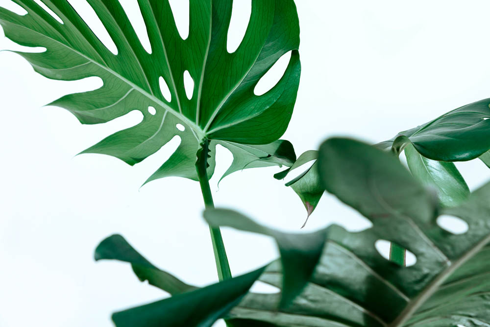 

Фотообои ArtSide Листья монстеры (1123901870) Венеция