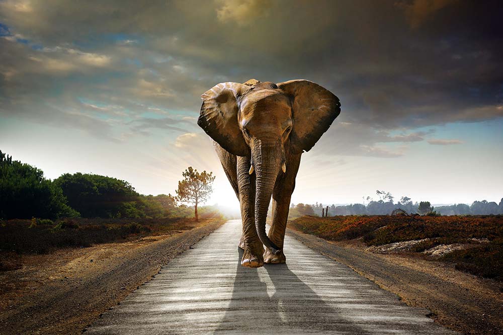 

Фотообои ArtSide Большой слон (3704) Иней