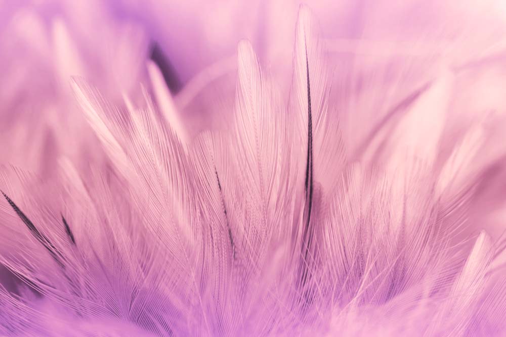 

Фотообои ArtSide Розовые перья (782596306) Иней