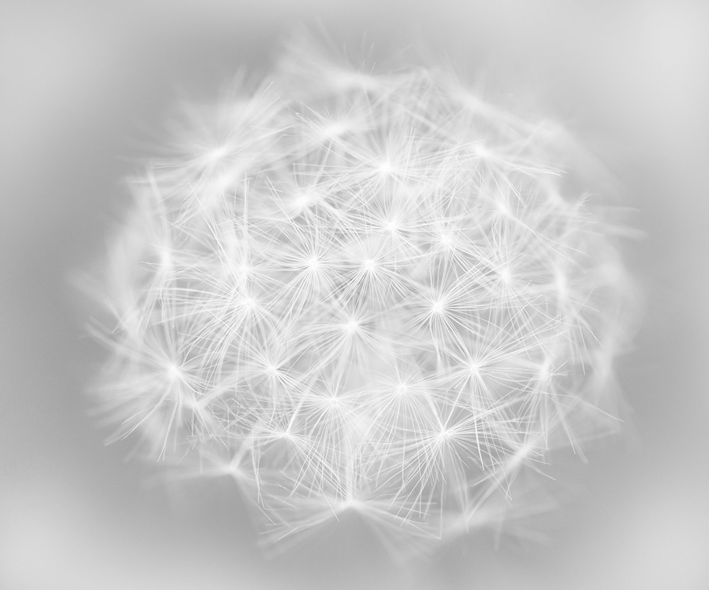 

Фотообои ArtSide Воздушный одуванчик (78381538) Холст