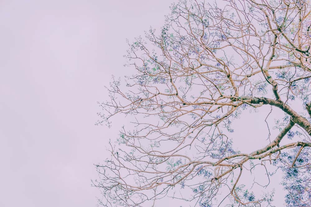 

Фотообои ArtSide Ветка дерева (21212201) Холст