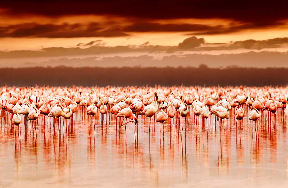

Фотообои ArtSide Фламинго на озере (8952) Вельвет