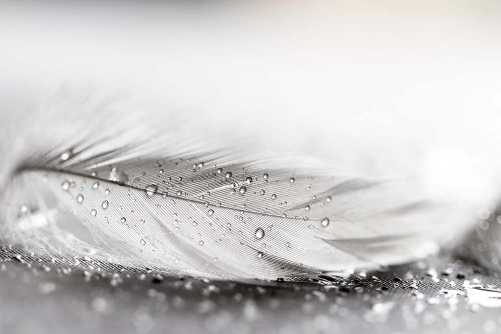 

Фотообои ArtSide Перо (262846943) Штукатурка