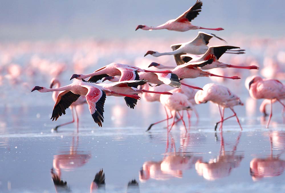 

Фотообои ArtSide Фламинго (11754) Иней