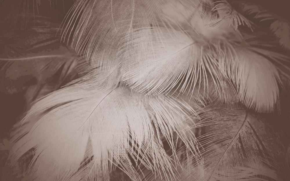 

Фотообои ArtSide Нежные перья (9120220195) Глянец