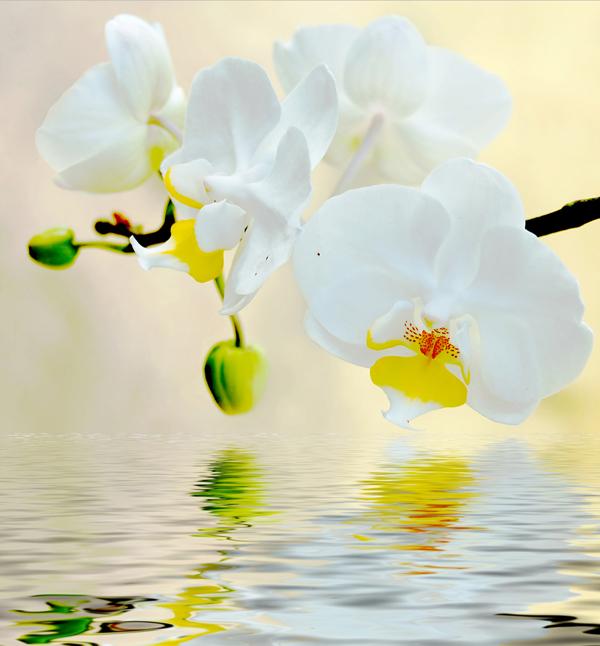 

Картина Арт-Холст Белая орхидея №3016 (70x50см)