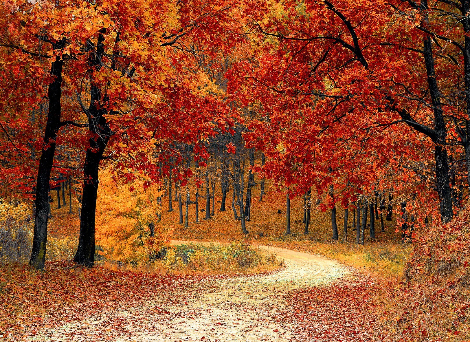 

Картина Красивый осенний лес на натуральном холсте Артприз 50х90см (Л4/5090/138)