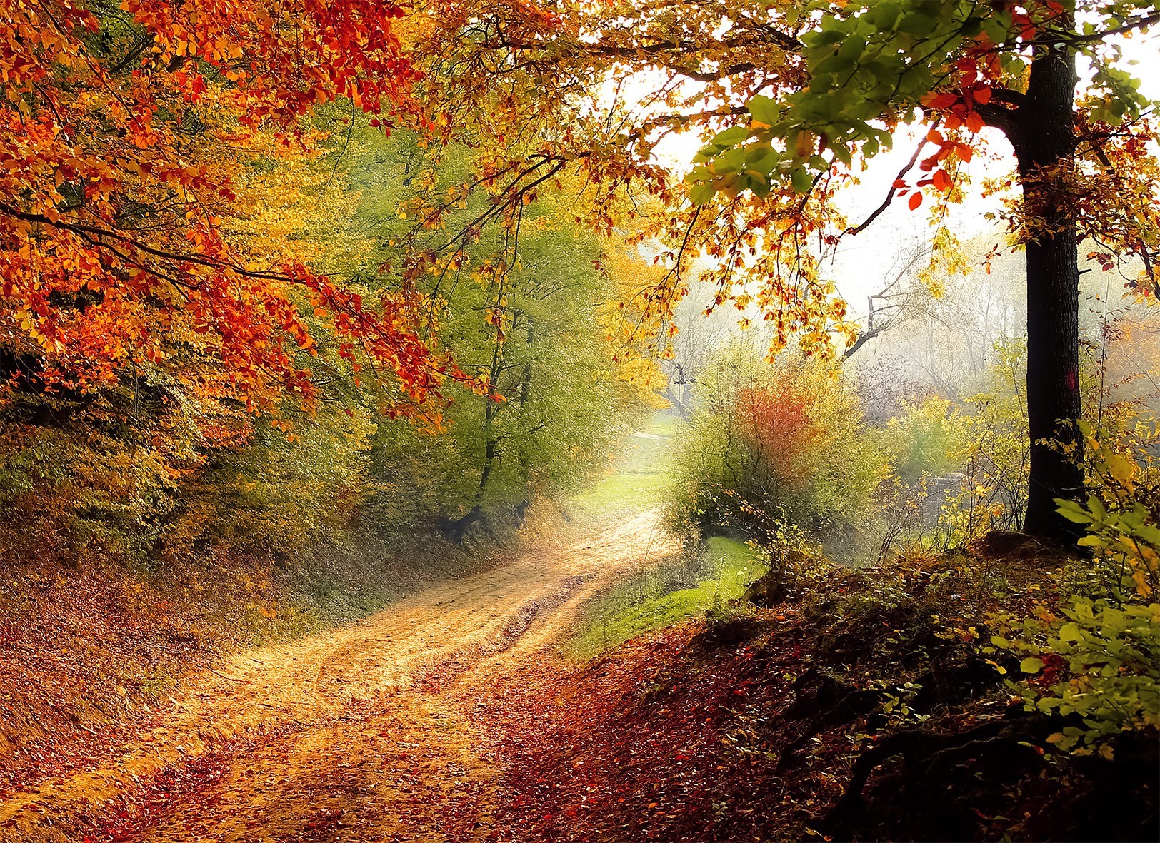 

Картина Осенняя дорога в лесу на натуральном холсте Артприз 60х90см (Л3/6090/137)